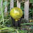 Glass Gazing Ball