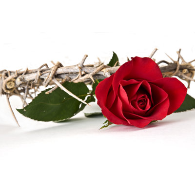 Rose and Crown by Sorenp