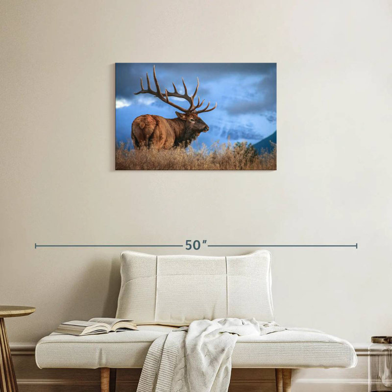 Majestic bull wapiti, H 20 po x l 30 po