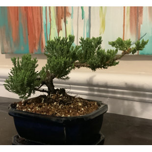 https://assets.wfcdn.com/im/13890871/resize-h310-w310%5Ecompr-r85/2064/206432207/lucky-bonsai-limited-live-bonsai-plant-in-ceramic-pot.jpg