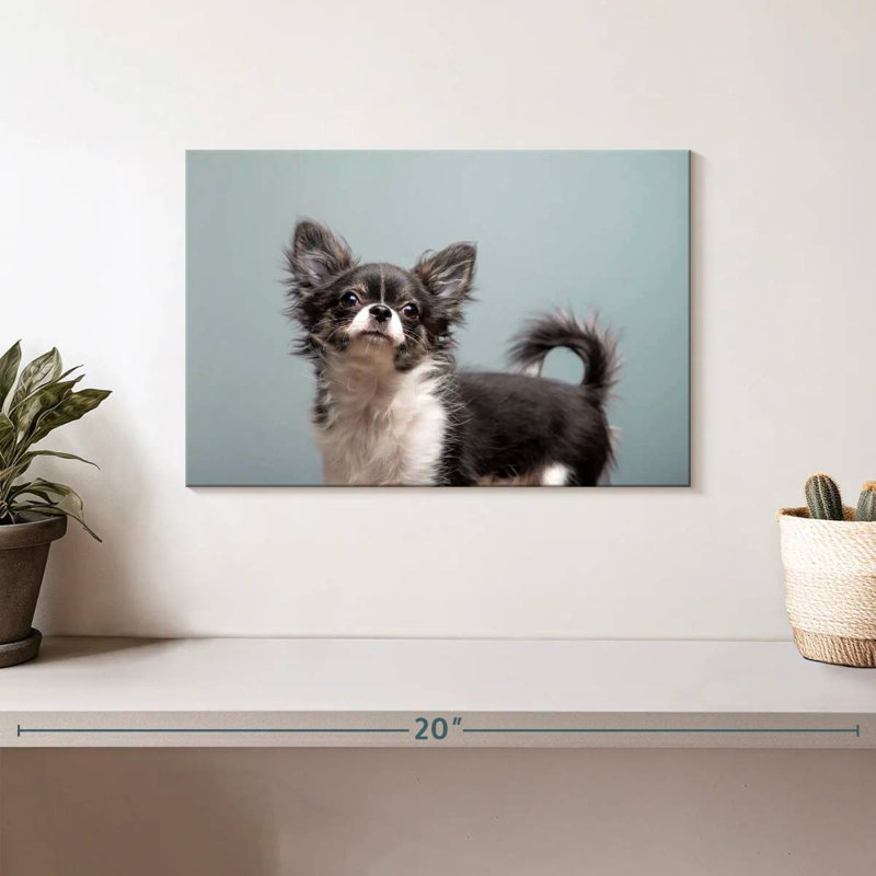 Brampt Long Haired Chihuahua