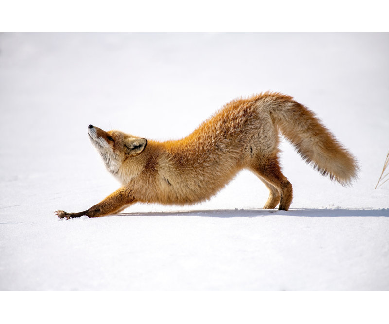 Wrapped Canvas Print, 50.8cm H x 76.2cm W