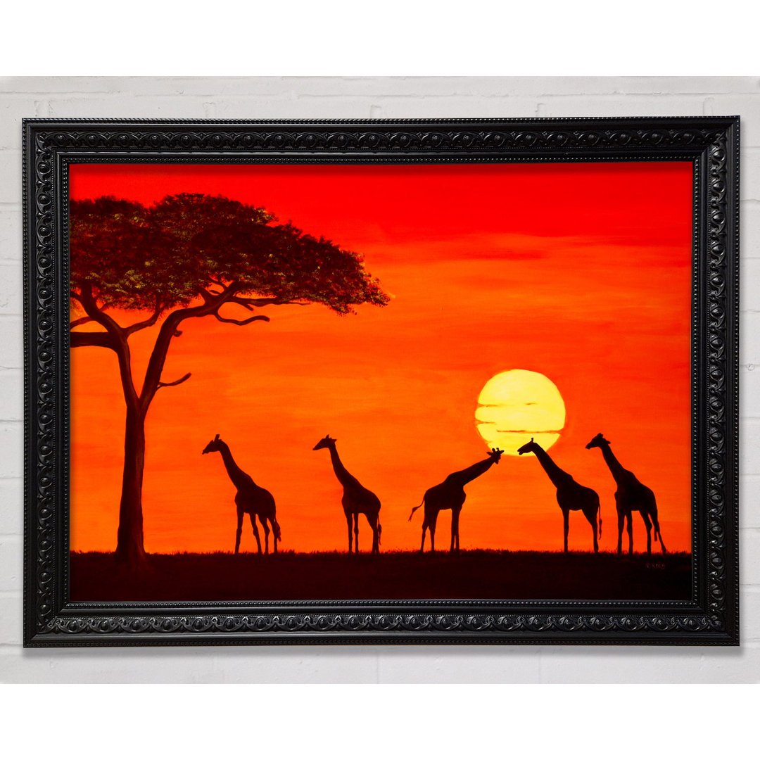 Giraffen bei Sonnenuntergang Gerahmter Druck