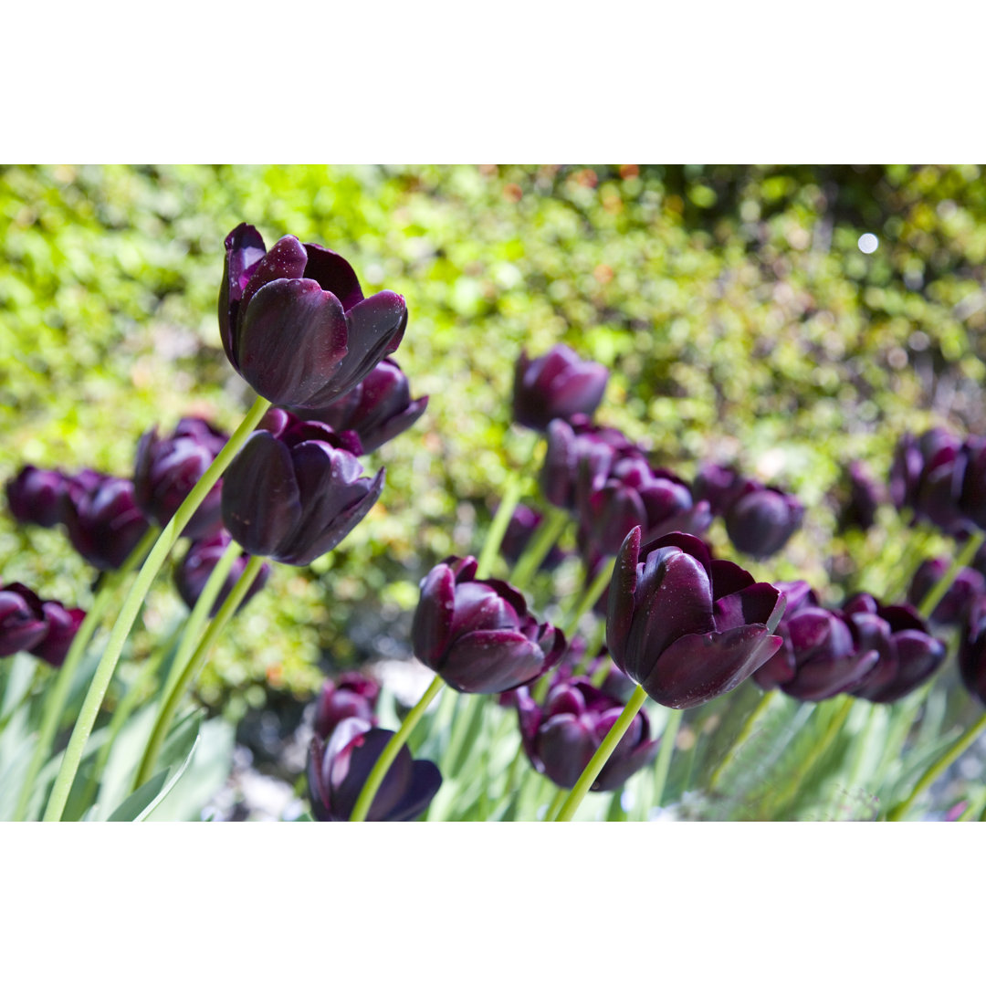 Deep Purple Tulips von WilliamJMurphy - Kunstdrucke auf Leinwand ohne Rahmen