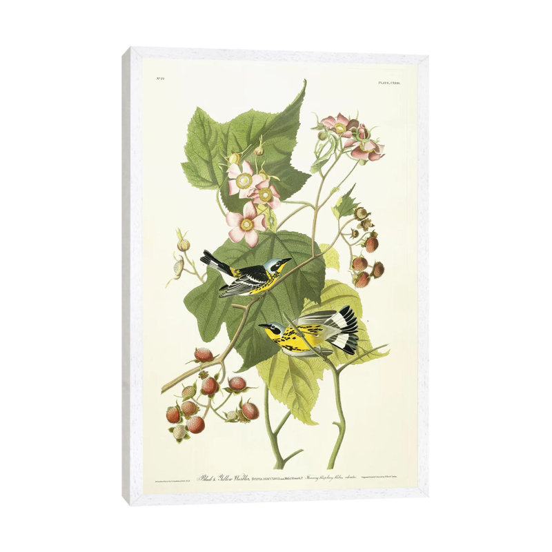 Black And Yellow Warbler And Flowering Raspberry, C.1826-1838 by John Audubon - Print on Canvas, White Framed