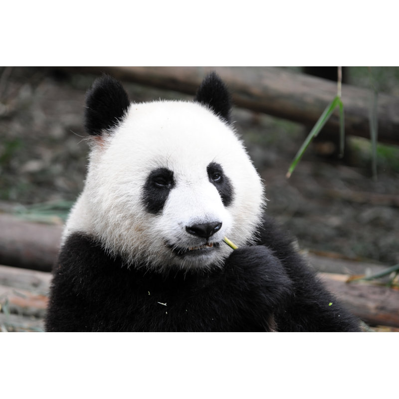 Giant Panda by TMSK - Wrapped Canvas Print, 51cm H x 76cm W x 3.8cm D