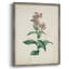 Traditional Botanical II Framed Print - Solid Wood-492985450