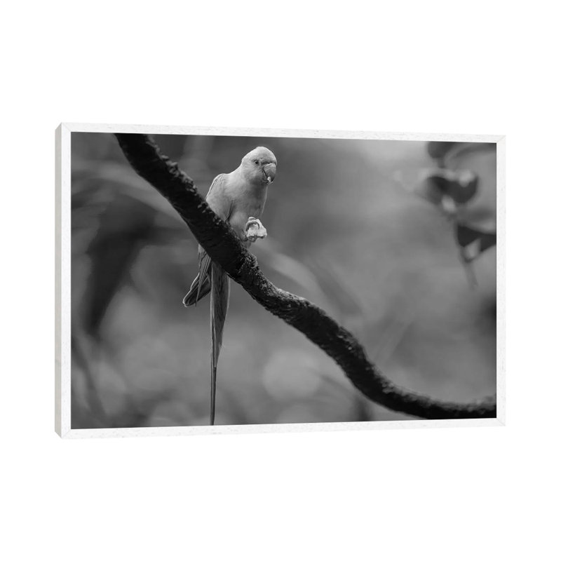 Rose-ringed Parakeet feeding, Jurong Bird Park, Singapore 1 Piece Wall Art on Canvas, 101.6 cm H x 66.04 cm W, White Framed