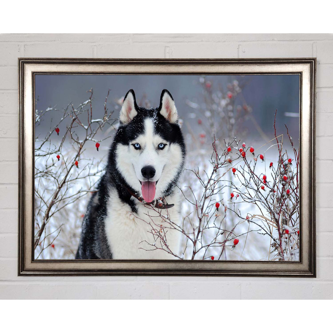 Husky Hund Im Winter Gerahmter Druck Wandkunst