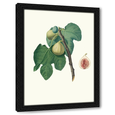 Fico Trojano. [Fico Troiano ; Fig] (1817-1839)