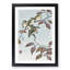 Birds on a Branch by Ohara Koson - Picture Frame Painting Print-55686612-55686613