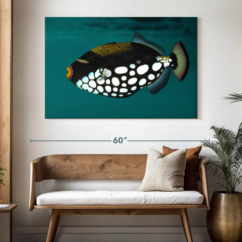 Clown Triggerfish Pet, H 34 po x l 51 po