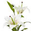 Anastasija Arrangement