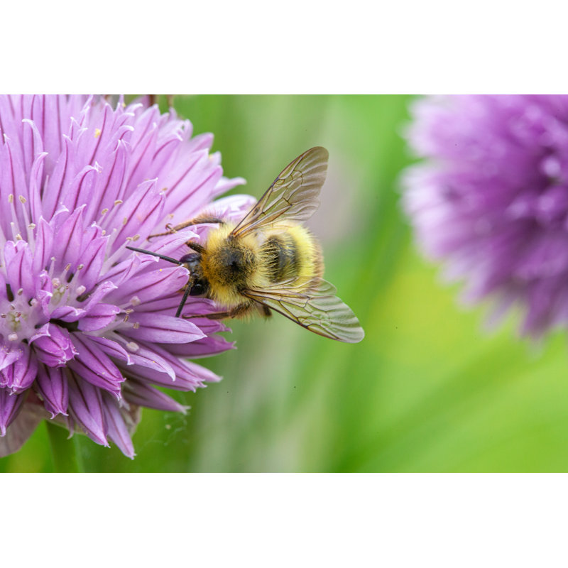 Swoyersville Honey Bee by Raymond Poon - Wrapped Canvas Print, 51cm H x 76cm W x 3.8cm D