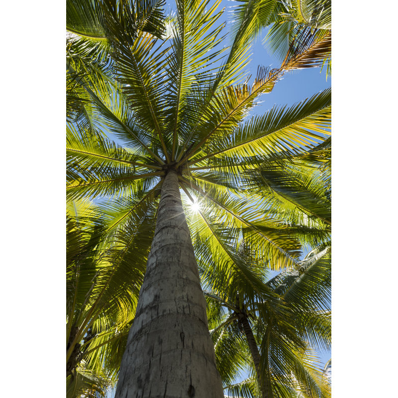 Tropical Palm Tree by Joakimbkk - Wrapped Canvas Print, 76cm H x 51cm W