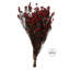 Phylica Floral Arrangement in Vase