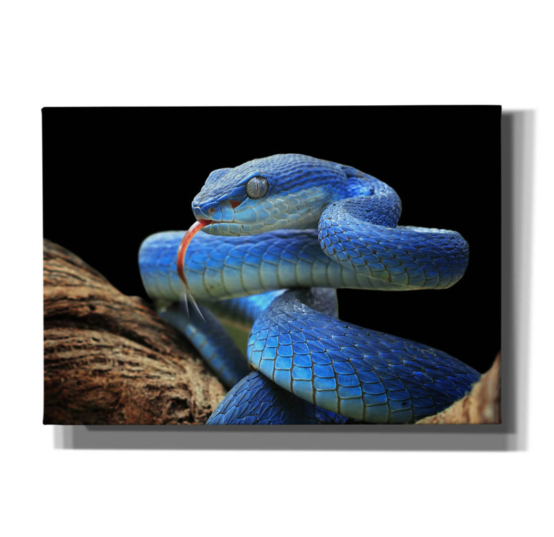 «Blue Viper Snake» par Epic Portfolio, art mural sur toile, H 18 po x l 26 po x P 0,75 po