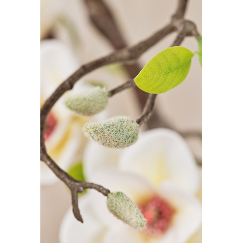 Magnolia Flowering Tree (white)