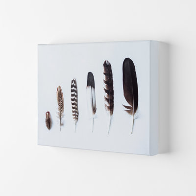 Feathers II 1 Piece Wall Art