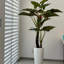 Faux Pine Plant