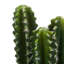 Cactus succulent en pot