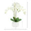 Orchids Arrangement in Vase
