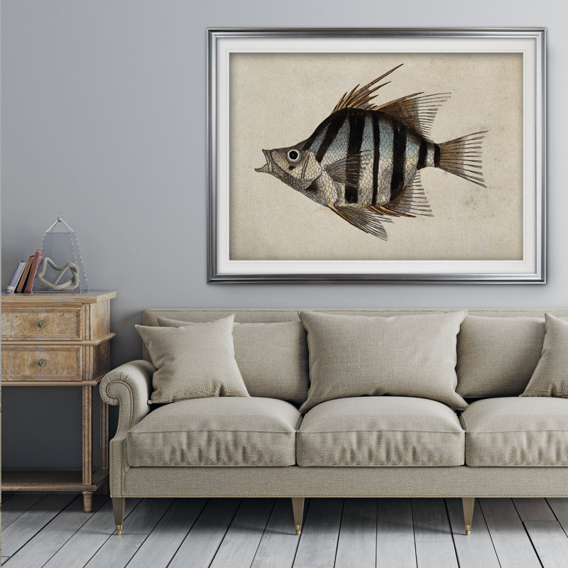 «Vintage Fish Study II», reproduction d'art graphique encadrée, H 18 po x l 27 po x P 1,5 po, Cadre argenté