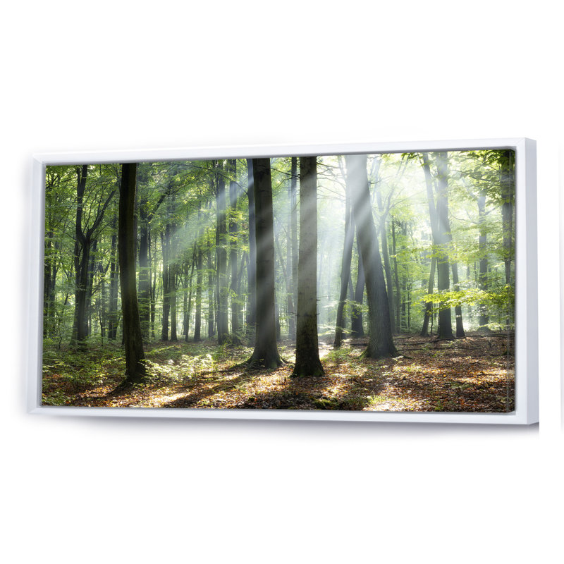 «Sunny Morning Magic Forest», photographie sur toile, H 8 po x l 12 po x P 1 po, Cadre blanc