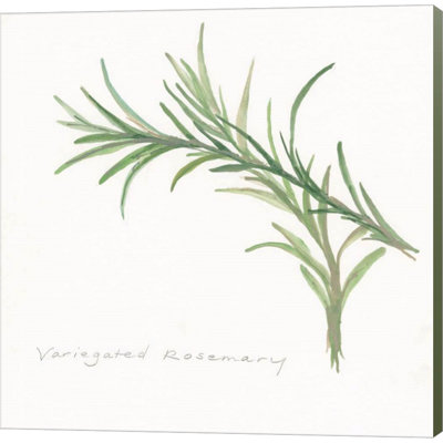 " Variegated Rosemary II " by Chris Paschke
