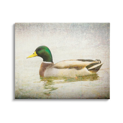 " Peaceful Mallard Duck Bird Swimming Water Detailed " by Daniel Sproul