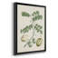 Buchoz Tropicals II-88436411-88436414
