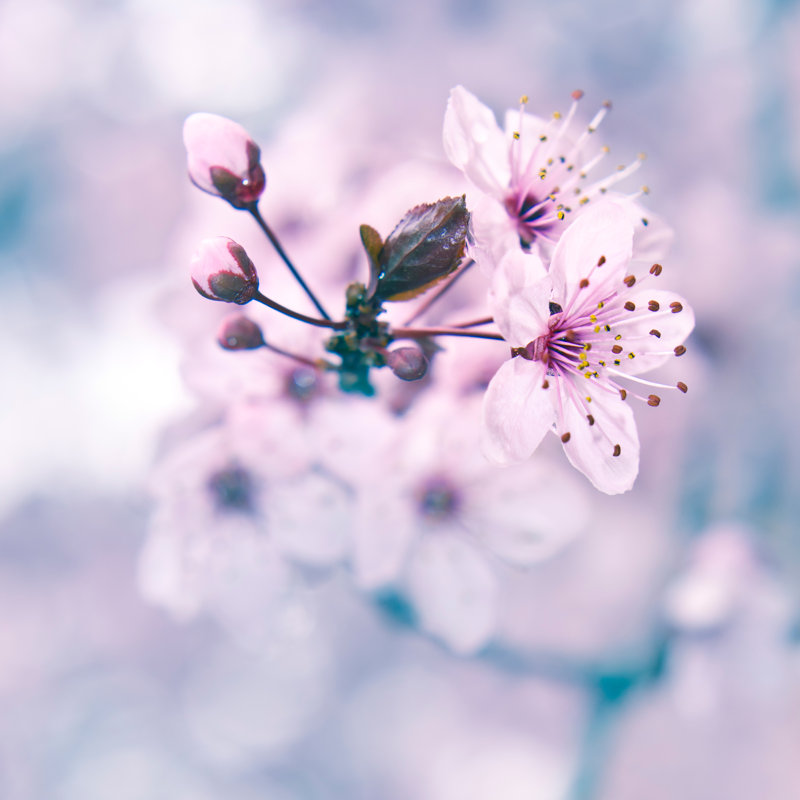 Blooming Fruit Tree - Wrapped Canvas Print, 30cm H x 30cm W