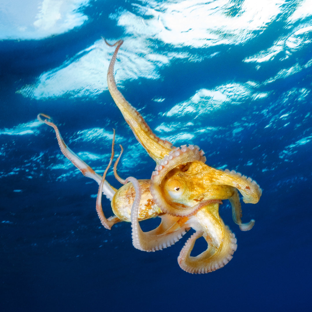 Oktopus unter der Oberfläche