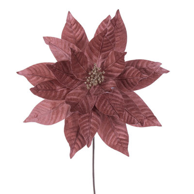 Tiges de poinsettia Clementina