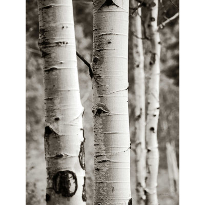 «Aspens I» par Debra Van Swearingen - reproduction d'art sur toile tendue
