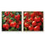 Tomato Scarlet Spheres - Légumes, ensemble de 2 collages carrés-566390705-566390706