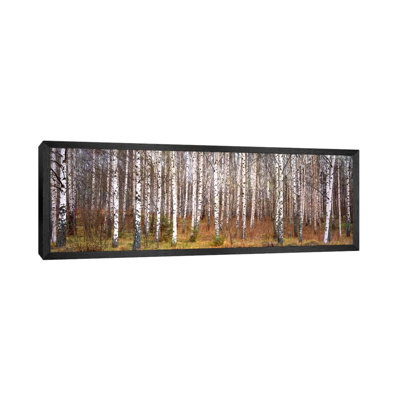 Silver Birch Trees In A ForestNarke, Sweden by Panoramic Images - Floater Frame Panoramic Gallery-Wrapped Canvas Giclée on Canvas