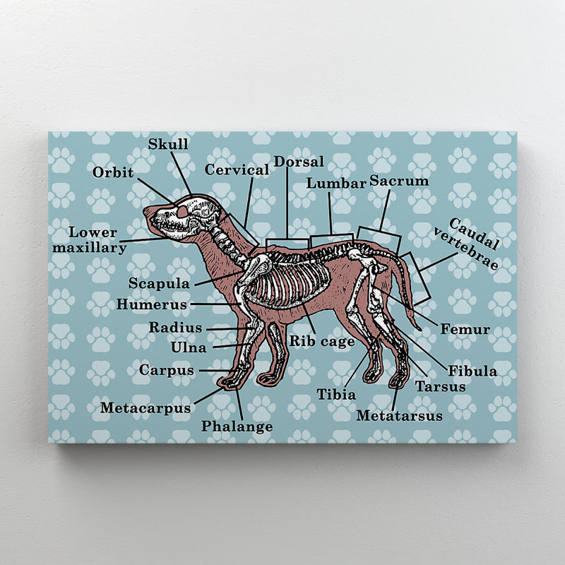 Anatomie d'un chien - 1 pièce, impression rectangulaire, valeur P, ne s'applique pas - impression sur toile tendue