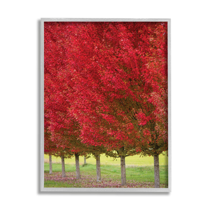 Autumn Foliage Red Leaf Trees Nature Scene Gray Framed Print