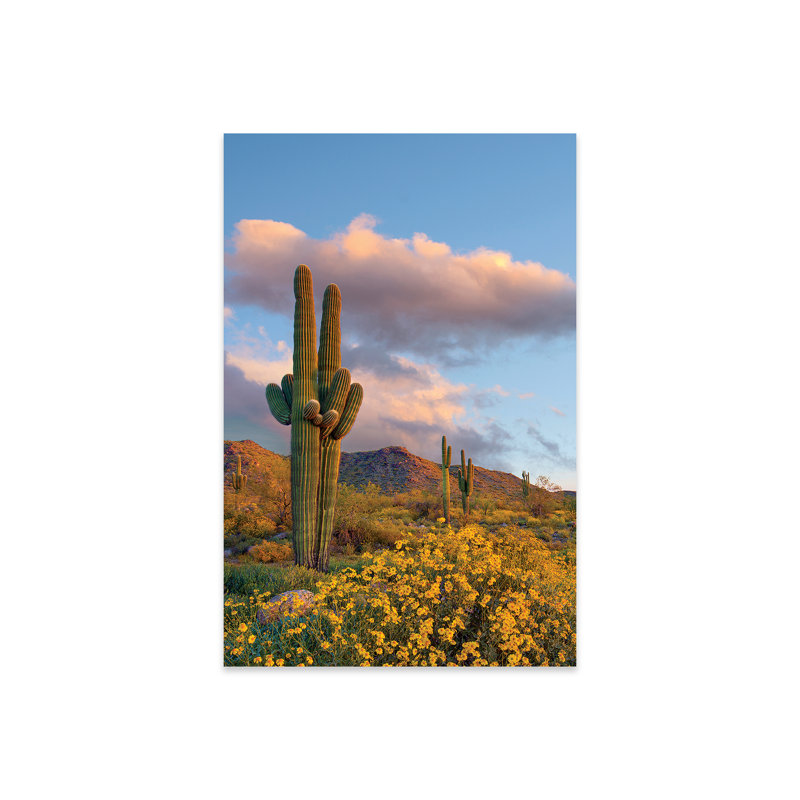 Saguaro et Br fragbush au printemps, montagnes blanches, Arizona, impression sur verre acrylique