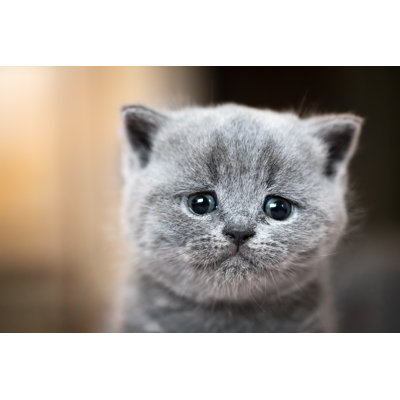Chat British Shorthair par Niserin