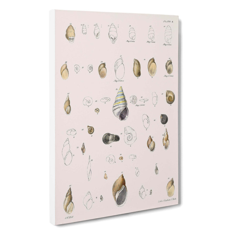 Types Of Seashells PL. 4 by J.E. De Kay - Wrapped Canvas, 50cm H x 35cm W x 3cm D