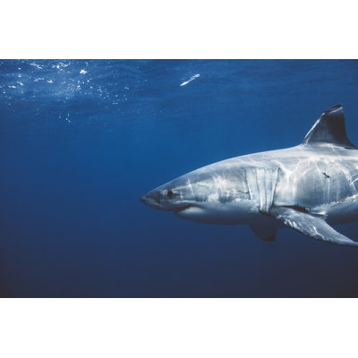 Great white shark