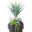 Agave Jerilyn en pot de Fiberstone avec cactus et sédum-1791935432