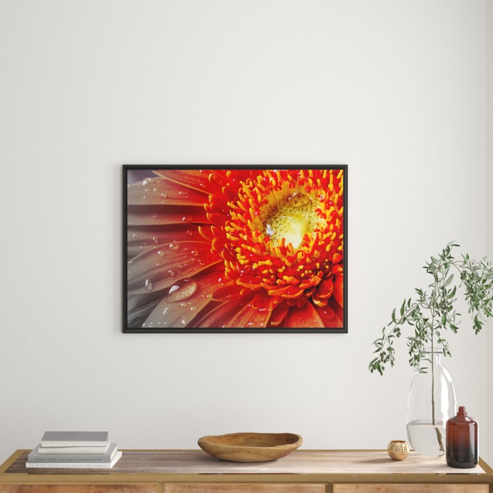 Gerahmtes Wandbild Gerbera mit Wassertropfen