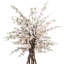 Cherry Blossom and Dragon Wood Tree in Rope Pot