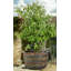 Elara Weather Resistant Planter Feet