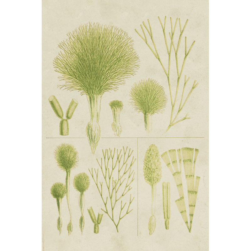 Vintage Sea Grass III by Vision Studio - Wrapped Canvas Print, 46cm H x 30cm W x 3.8cm D