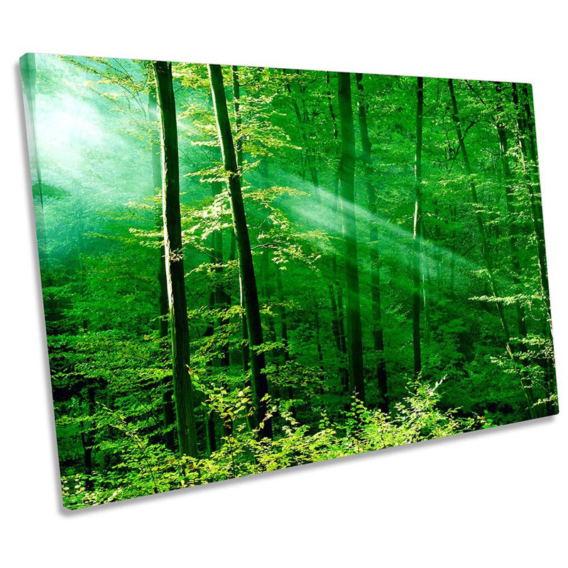 Green Forest Trees Sunlight - Wrapped Canvas Print, 40.6cm H x 61cm W