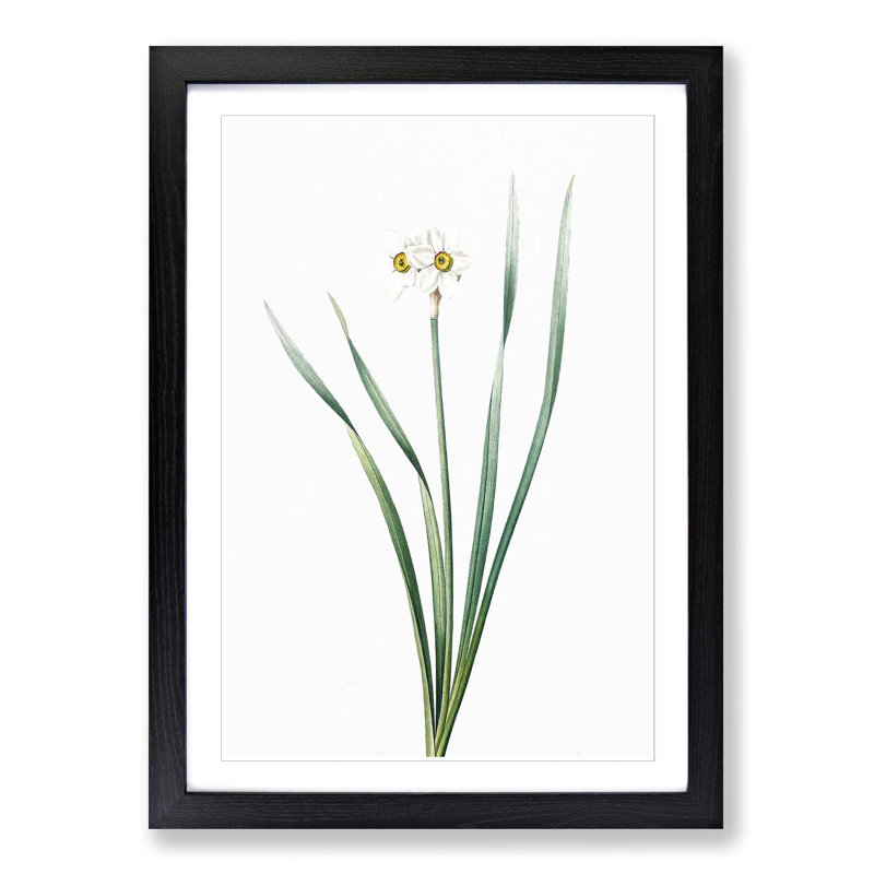 Primrose Flowers by Pierre-Joseph Redoute - Picture Frame Painting Print, Black Framed, 36cm H x 27cm W x 2cm D